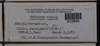Physarum viride var. viride image